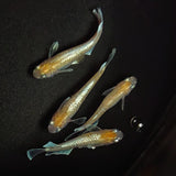 【現物】【NEW】【上物】デーンモルフォキッシング イエローtype　4匹　オス1メス3　1838