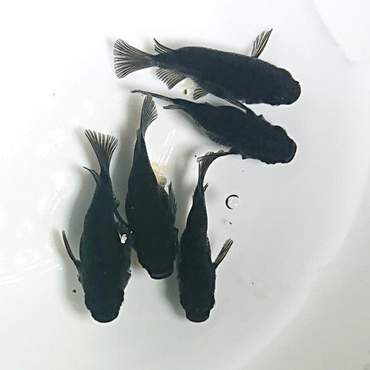 【現物】【上物】オロチ本だるま　5匹　オス1メス4　抱卵個体　1841