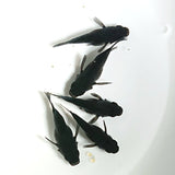 【現物】【上物】オロチ本だるま　5匹　オス1メス4　抱卵個体　1852