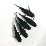 【現物】【上物】オロチ本だるま　5匹　オス1メス4　抱卵個体　1852