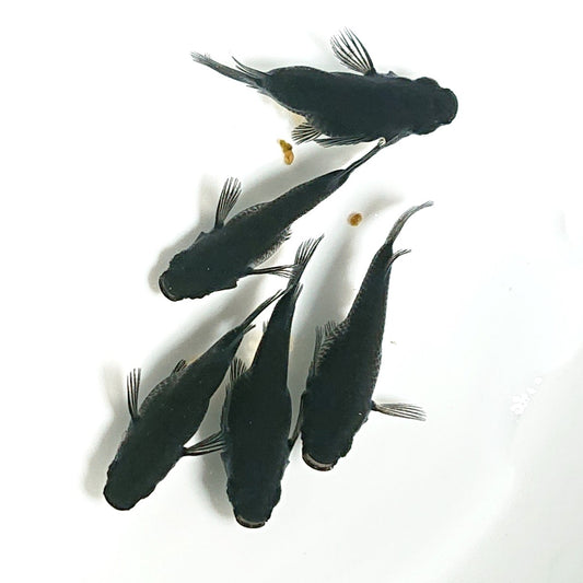 【現物】【上物】オロチだるま　5匹　オス1メス4　1859