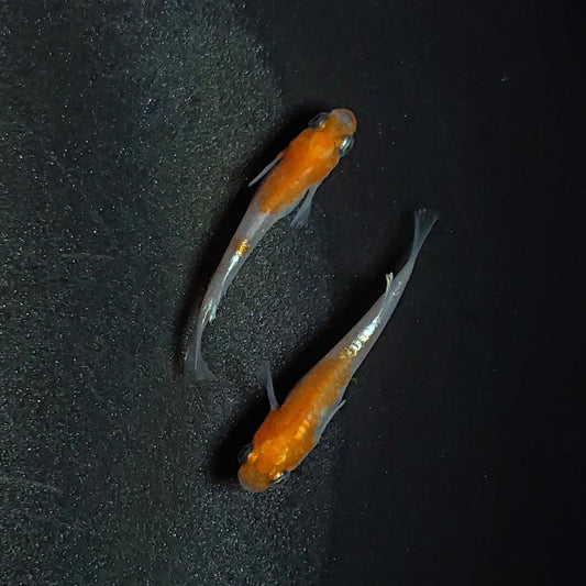 【現物】【上物】アマテラスエボリューション 若魚　ペア　1866