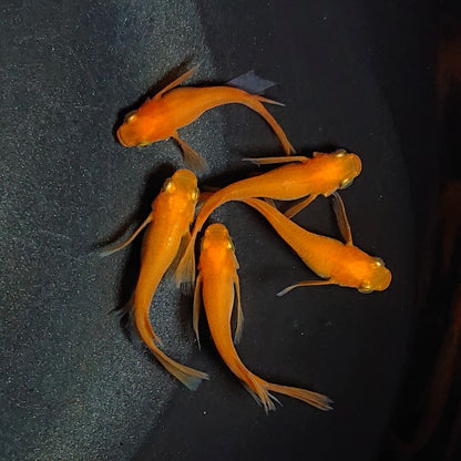 【現物】紅帝リアルロングフィン　5匹　オス2メス3　オス1匹ショートボディ　1889