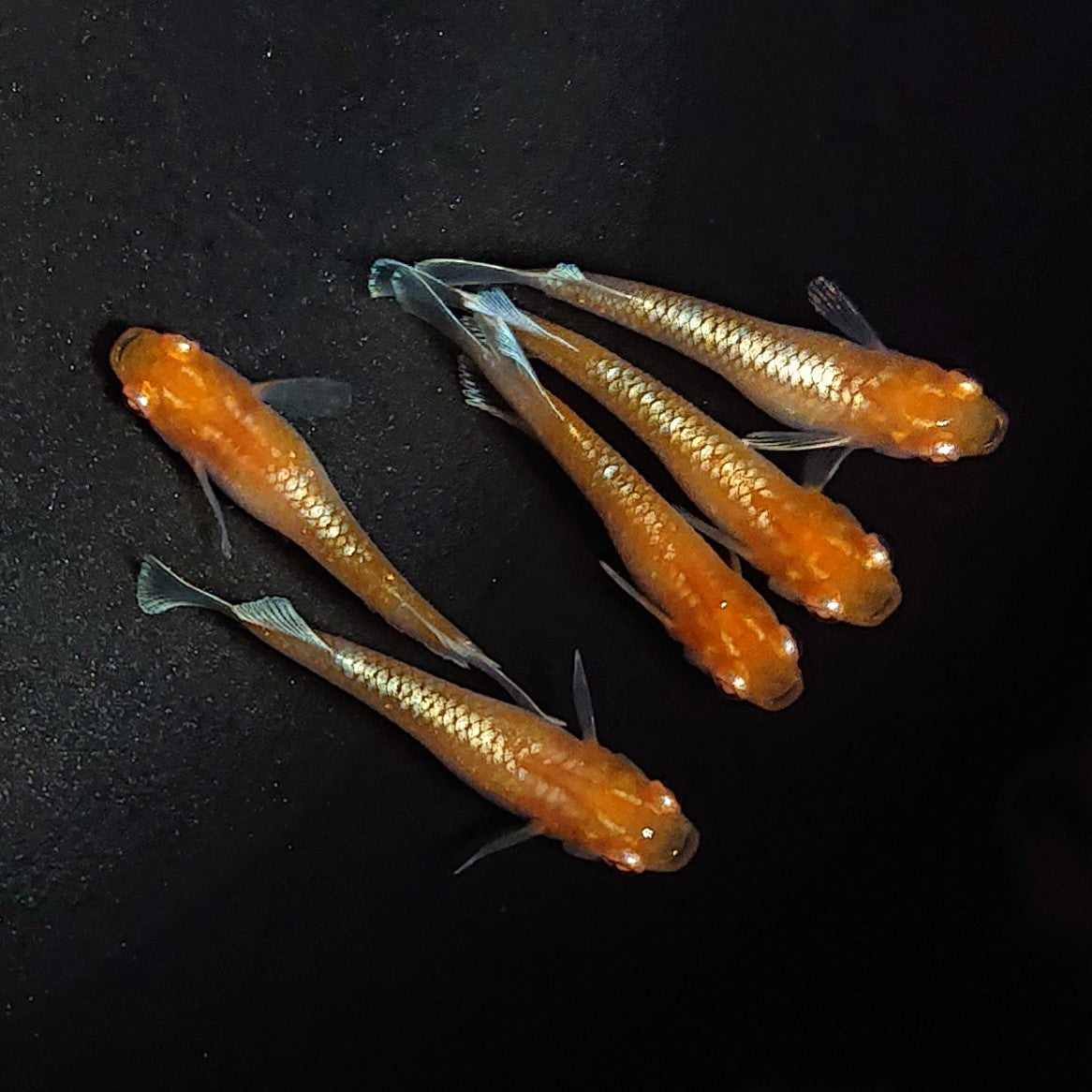【現物】【レア品種】レッドクリフアルビノ　5匹　オス2メス3　1897