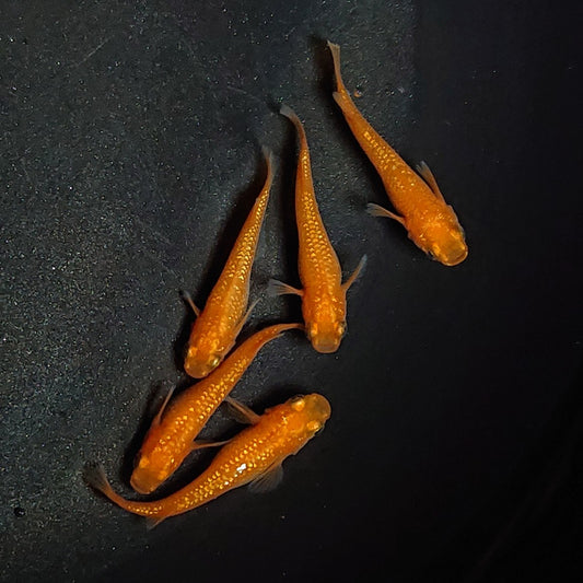 【現物】紅華　5匹　オス2メス3　1911
