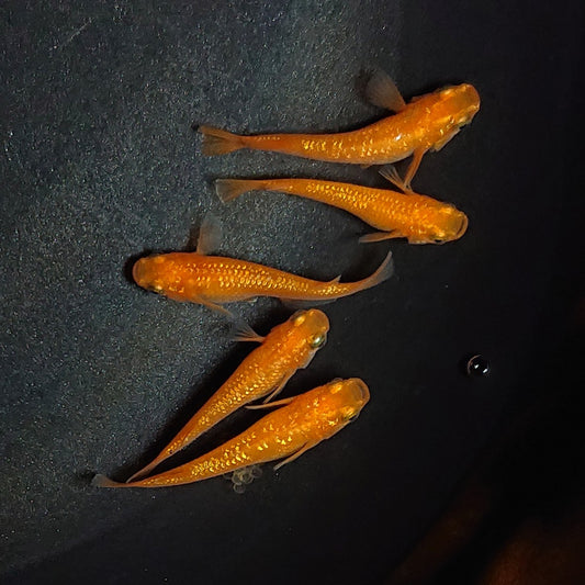 【現物】紅華　5匹　オス2メス3　1920