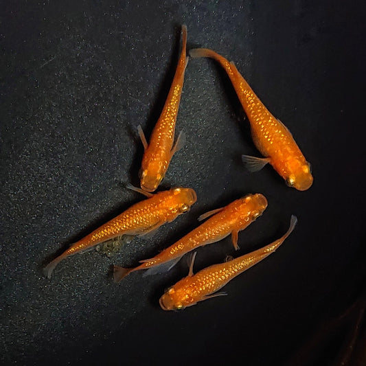 【現物】紅華　5匹　オス2メス3　1939