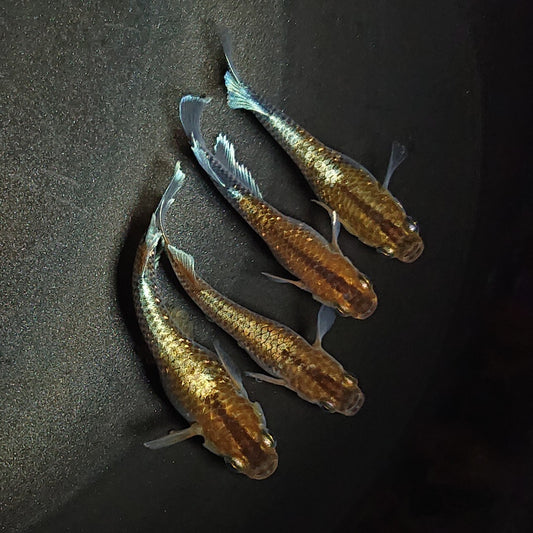【現物イベント限定】レッドクリフダークタイプ稚魚　おまかせ10匹セット　2146