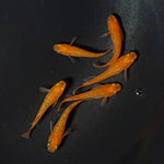 【現物】紅華　3ペア　2038