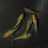 【現物】【上物】鬼ラメ×夜桜ゴールド F10　6匹　オス2メス4　2042