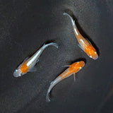 【現物】【上物】豆紅エボリューション ヒレ光・軟条伸長　3匹　オス1メス2　　2050