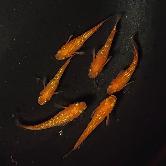 【現物】紅華　3ペア　　2072