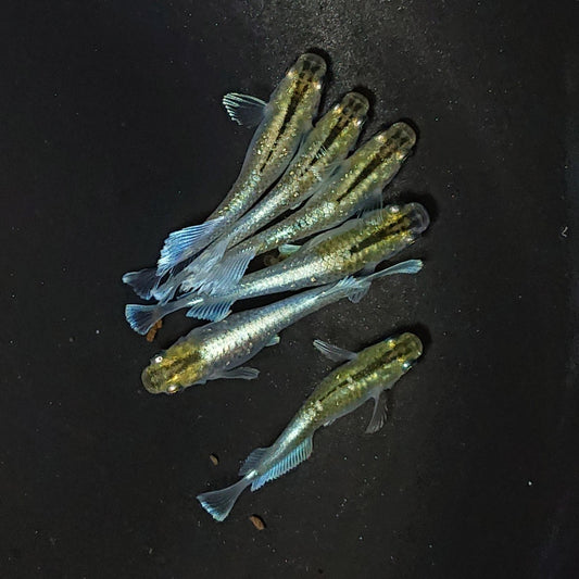 【いぶきの日】エメキン　10匹＋保障2匹セット　2179