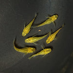 【現物】黄金べっ甲だるま　6匹　オス2メス4　2083