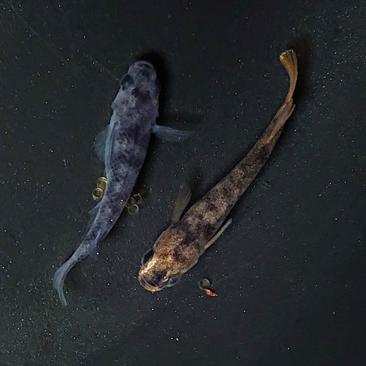 【現物】【NEW】【上物】和墨 赤虎系　ペア　オス：ホモ個体・メス：ヘテロ個体　2094