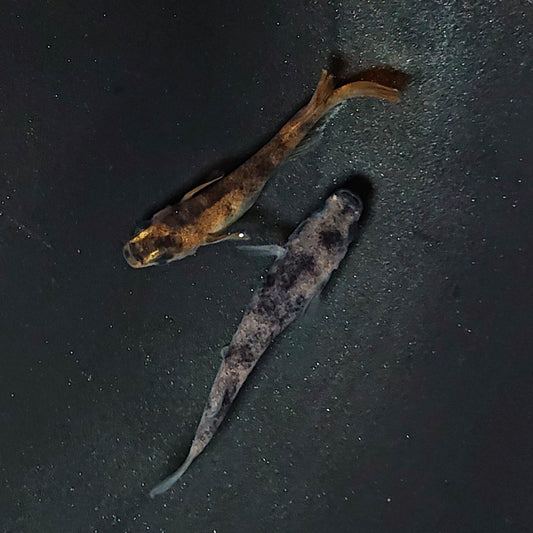 【現物】【上物】和墨 赤虎系　ペア　オス：ホモ個体・メス：ヘテロ個体　2115