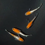 【現物】豆紅エボリューション　4匹　オス1メス3　2124