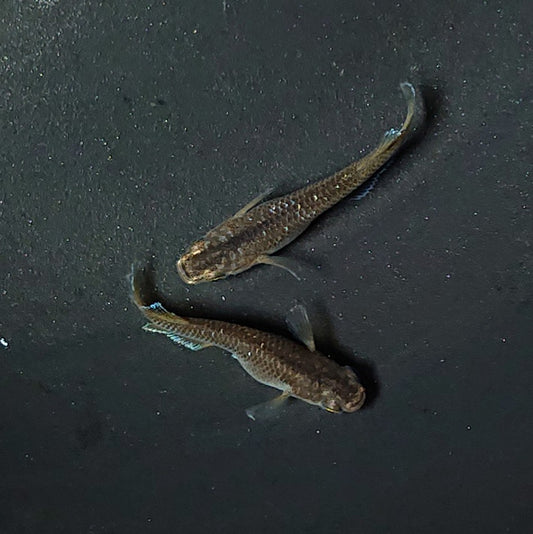 【現物】【NEW】【親グレード】コブラキッシング若魚　ペア　MARIMOYA様純血統個体F1　2125