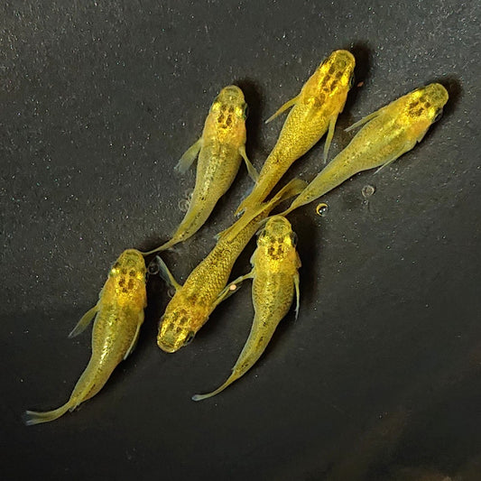 【現物】黄金べっ甲だるま　6匹　オス2メス4　2137