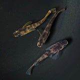 【現物】【NEW】和墨リアルロングフィン赤虎系 （オス：ホモ体色、メス：ヘテロ体色）　3匹　オス2メス1　2156