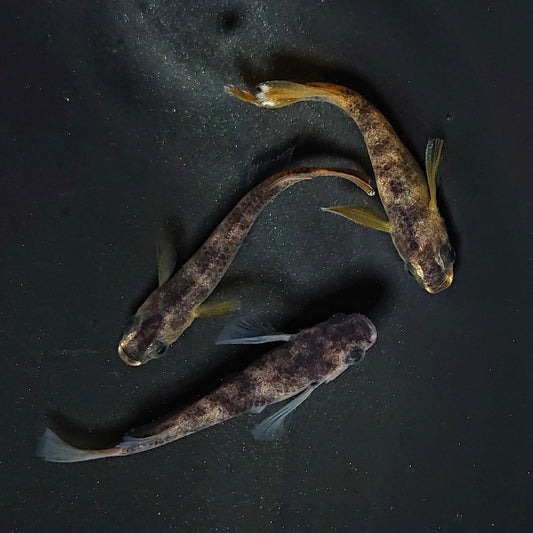 【現物】【NEW】和墨リアルロングフィン赤虎系 （オス：ホモ体色、メス：ヘテロ体色）　3匹　オス2メス1　2156