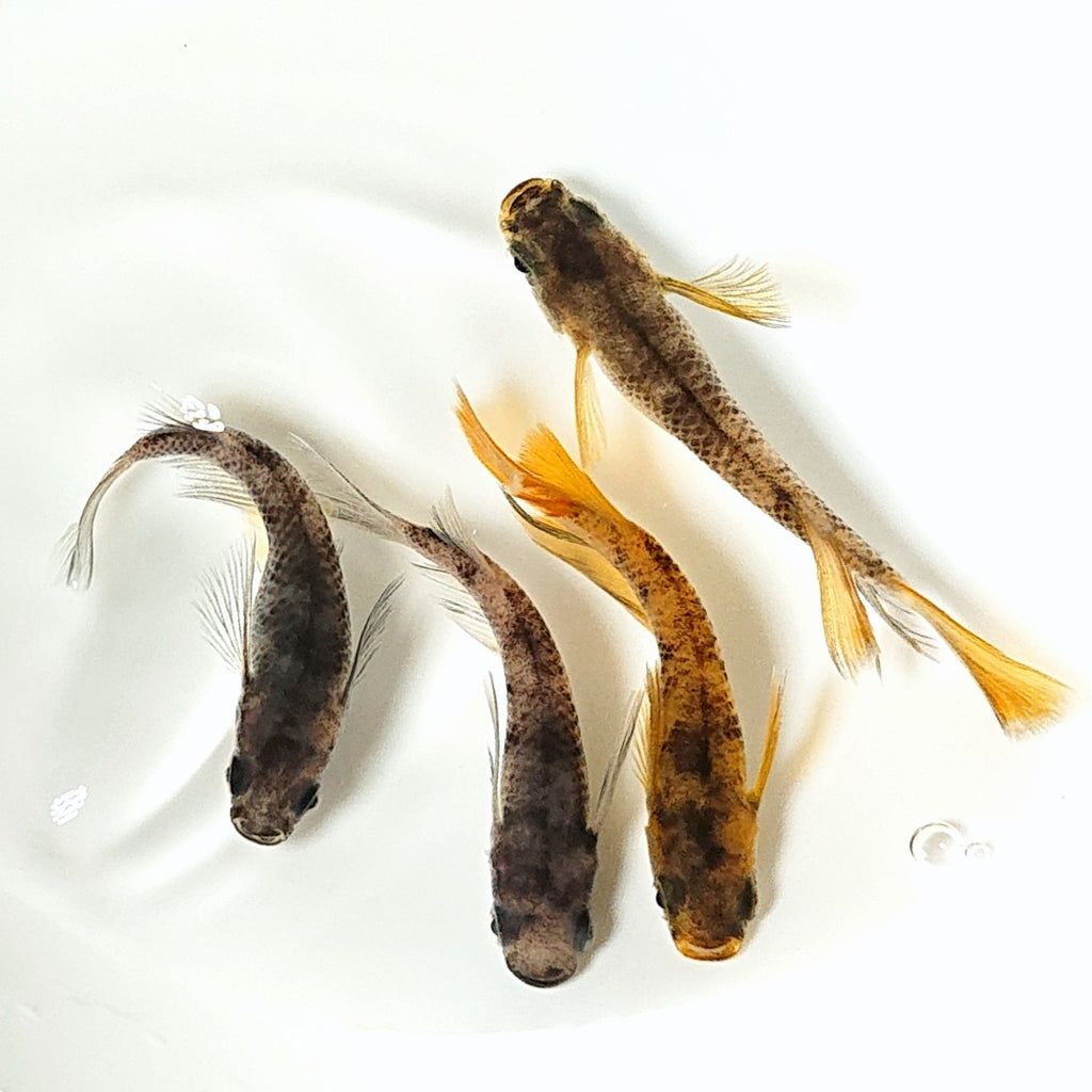 NEXTメダカ] 極上 焔虎三色 1ペア - 魚類、水生生物