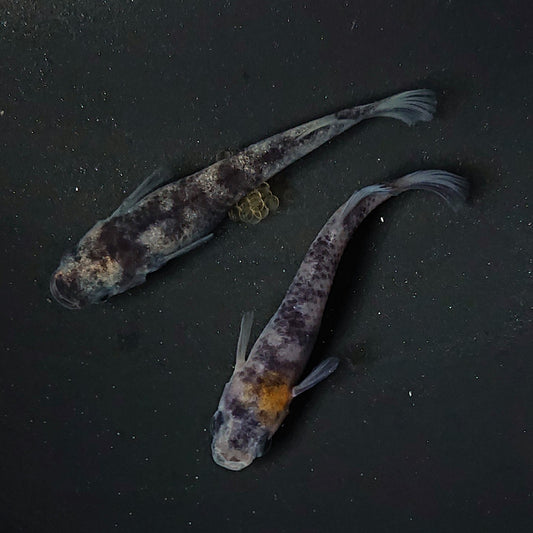 【現物】【NEW】和墨赤虎系×和墨赤虎系 F1 三色形質持ち　ペア　2203