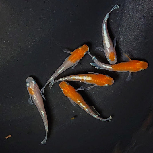 【現物】豆紅エボリューション　6匹　オス4メス2　2250