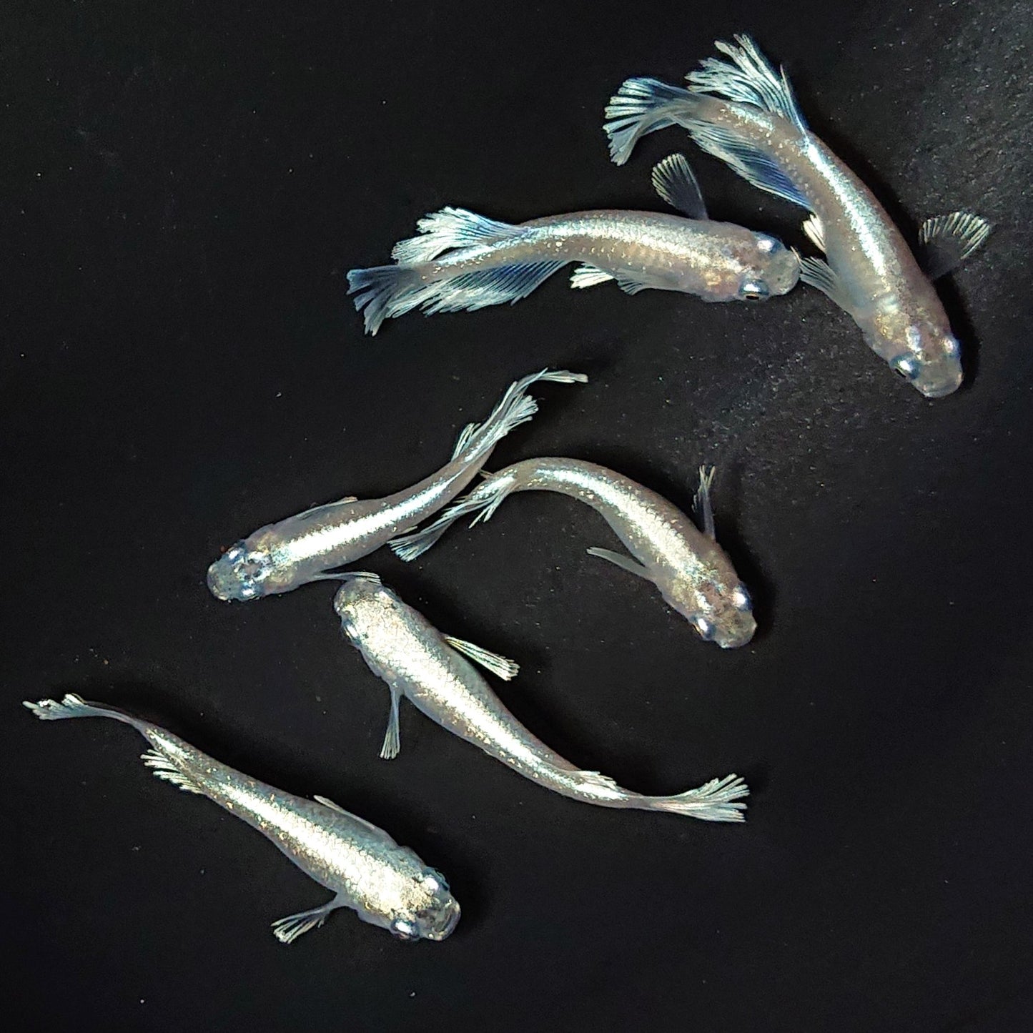 【いぶきの日】レーヴ　5匹＋保障1匹セット　3769