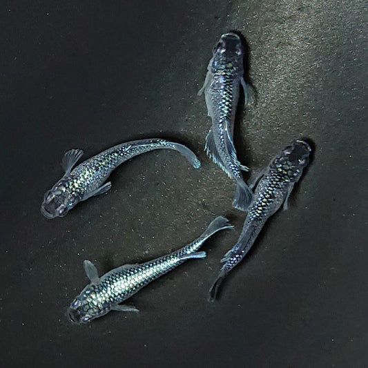 【現物】【NEW】ミッドナイトフリル若魚 F5 ヒカリ体型フレーミングラメ血統　2ペア　普通体型メス1匹　2338