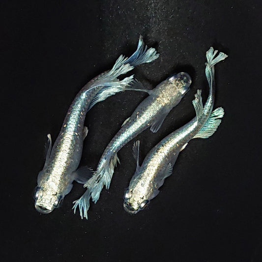 【現物イベント限定】グラディオ稚魚　おまかせ10匹セット　2496