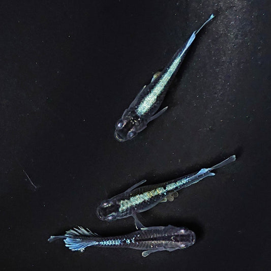 【現物】【NEW】【レア個体】フロマージュキッシングダークブルーtype　3匹　オス1メス2　2361