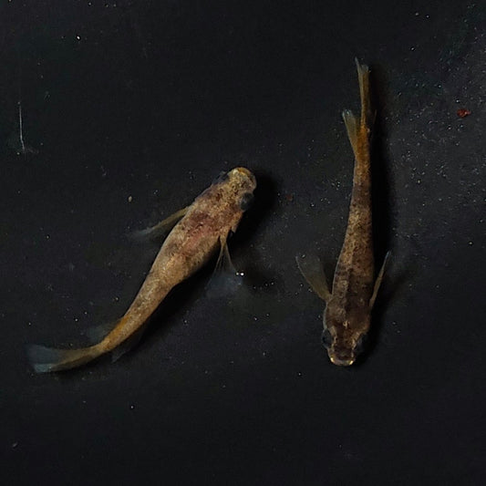 【現物】【NEW】和墨リアルロングフィン赤虎系　体型・体色ホモ個体　ペア　2365