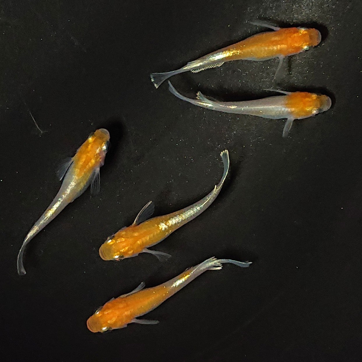 【現物】豆紅エボリューション　5匹　オス2メス3　2375