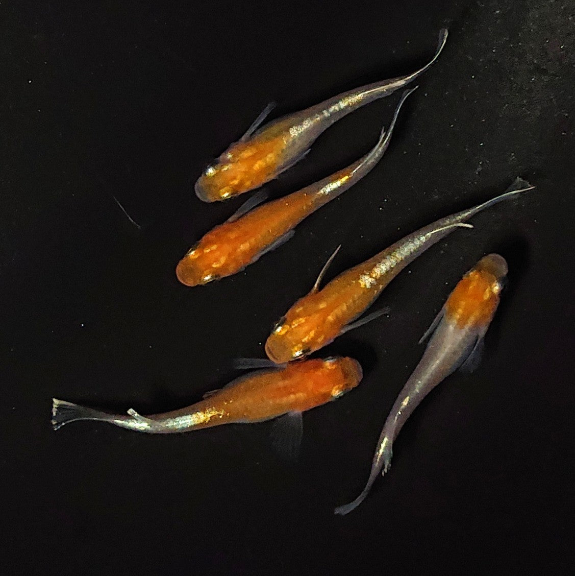 【現物】豆紅エボリューション　5匹　オス2メス3　2375