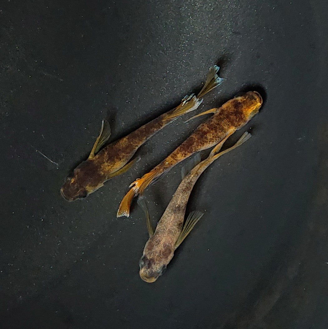 【現物】【上物】和墨リアルロングフィン赤虎系　体型・体色ホモ個体　3匹　オス2メス1　2384