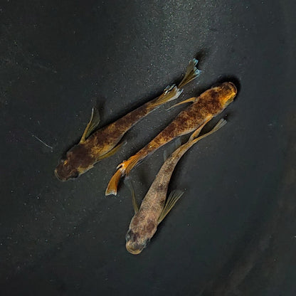【現物】【上物】和墨リアルロングフィン赤虎系　体型・体色ホモ個体　3匹　オス2メス1　2384