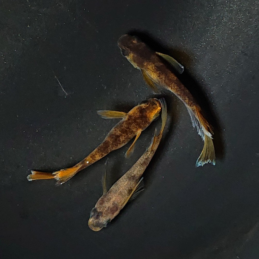 【現物】【上物】和墨リアルロングフィン赤虎系　体型・体色ホモ個体　3匹　オス2メス1　2384