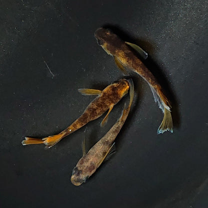 【現物】【上物】和墨リアルロングフィン赤虎系　体型・体色ホモ個体　3匹　オス2メス1　2384