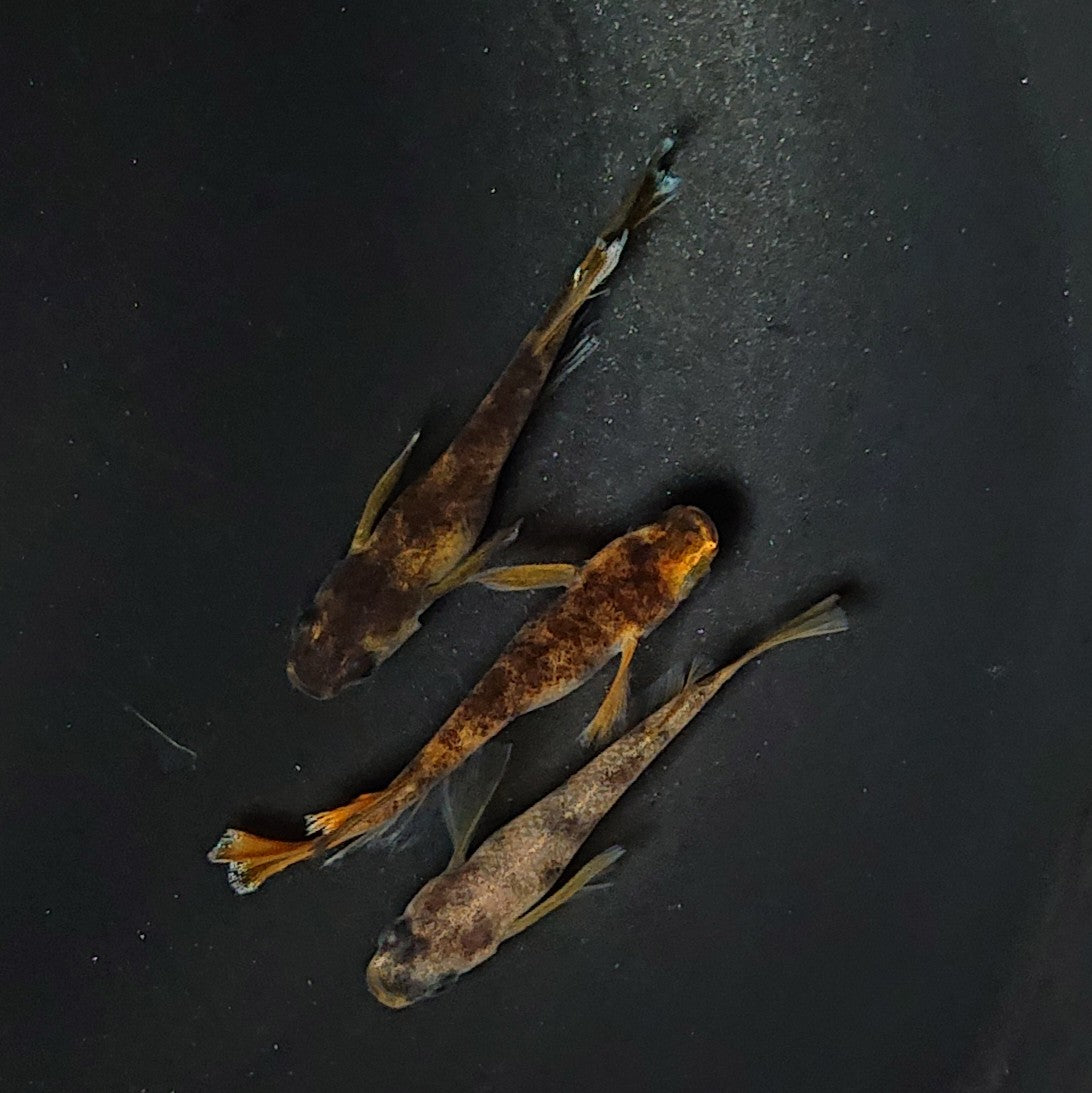 【現物】【上物】和墨リアルロングフィン赤虎系　体型・体色ホモ個体　3匹　オス2メス1　2384