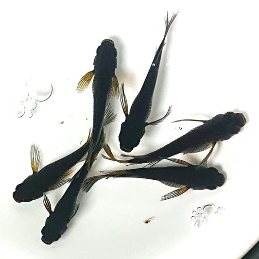 【現物】黒天幻龍松井ヒレ長×鯰武 F2　3ペア　アースアイ・北辻遺伝子持ち　2391