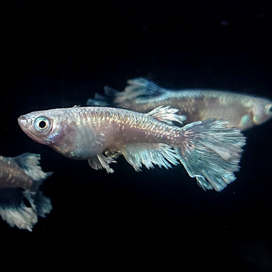 【現物イベント限定】グラディオ　稚魚10匹　3456