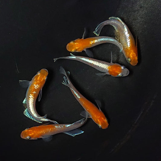 【現物】豆紅エボリューション　3ペア　ヒカリ体型メス1匹　2435