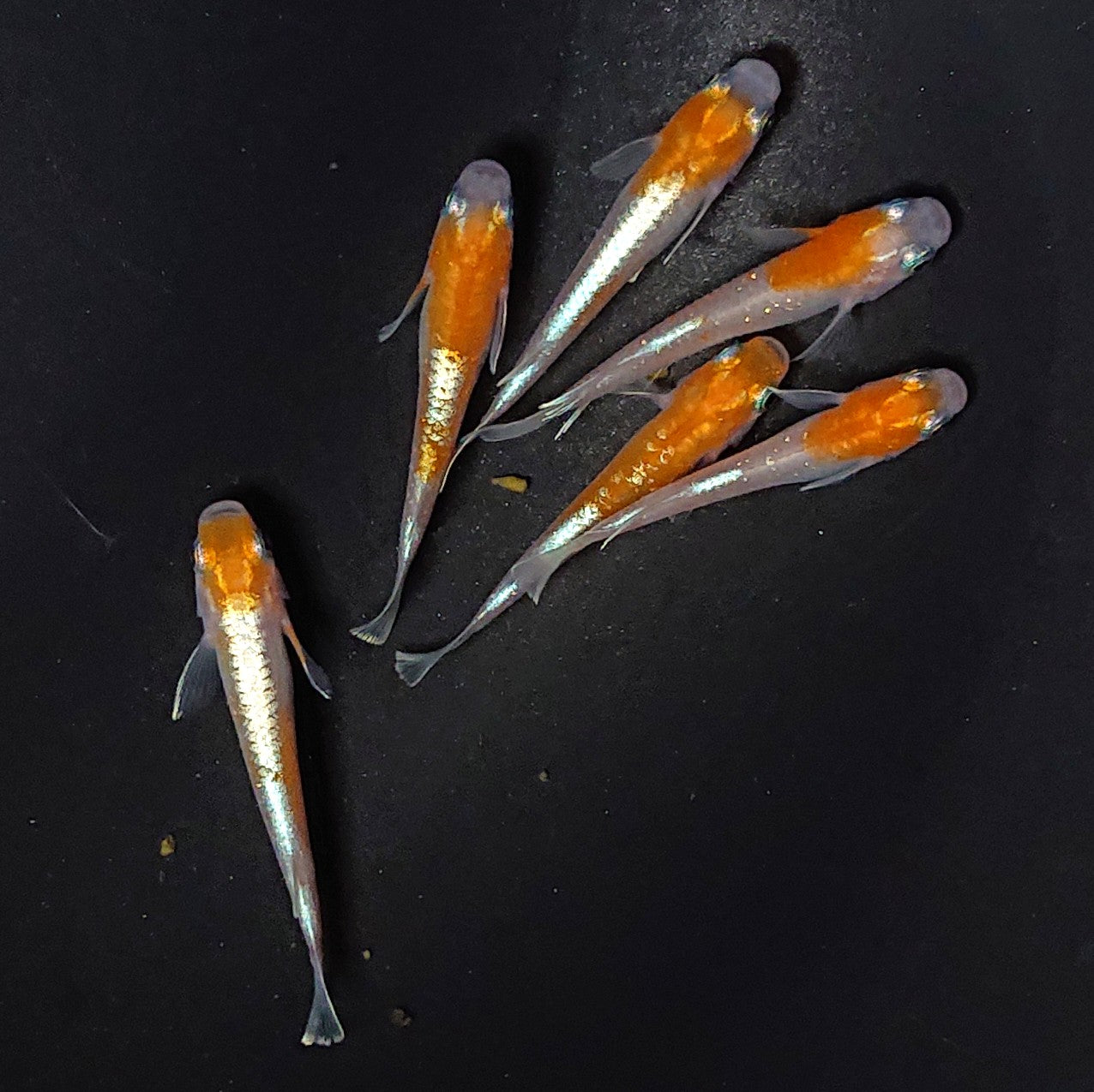 【現物】豆紅エボリューション　6匹　オス2メス4　2453