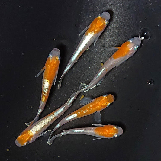【現物】豆紅エボリューション　6匹　オス2メス4　2453