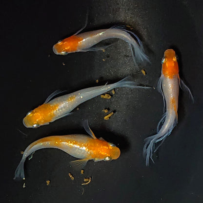 【NEW】【数量限定】ハイビスカス稚魚 　5匹　2467