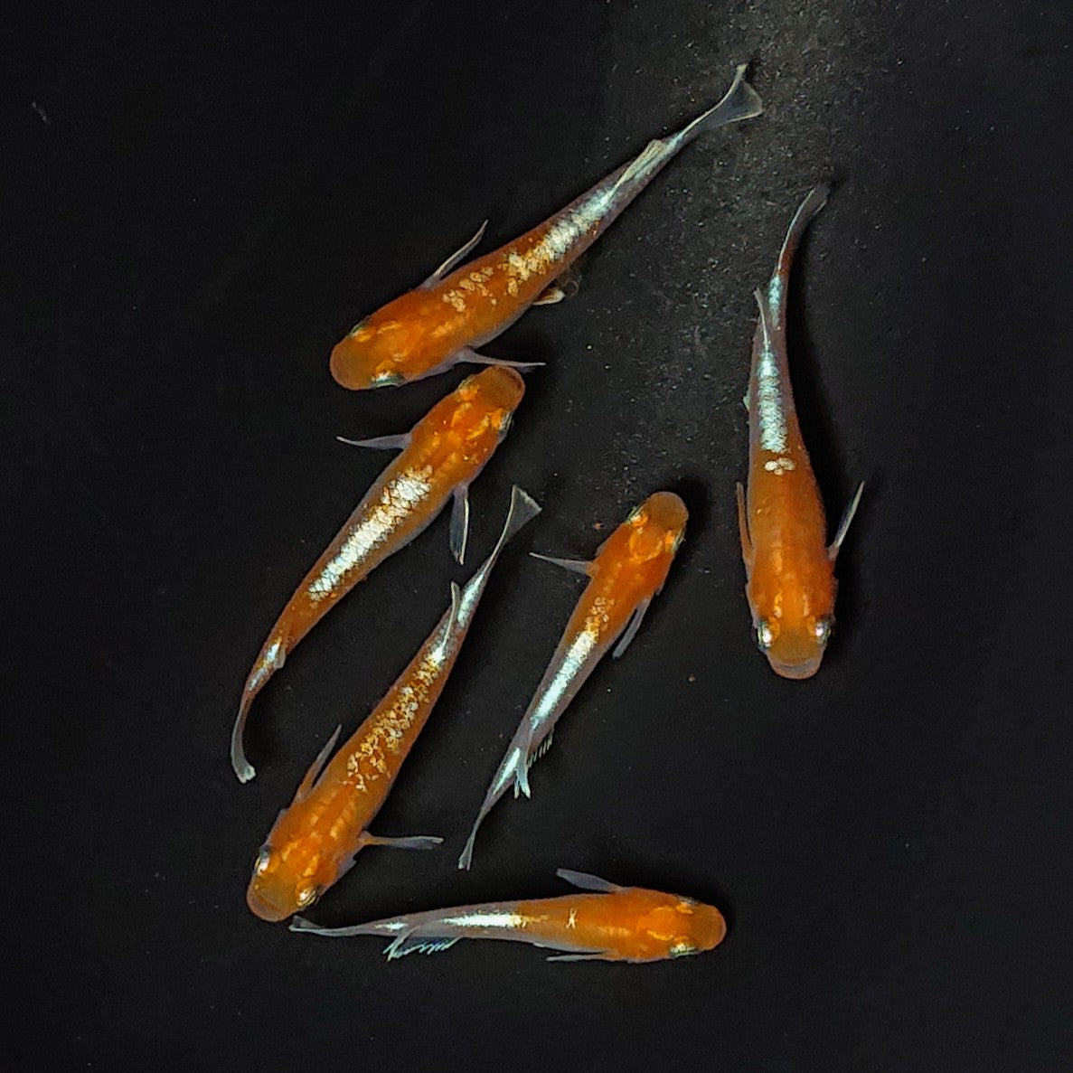 【現物】豆紅エボリューション 　6匹　オス2メス4　2488