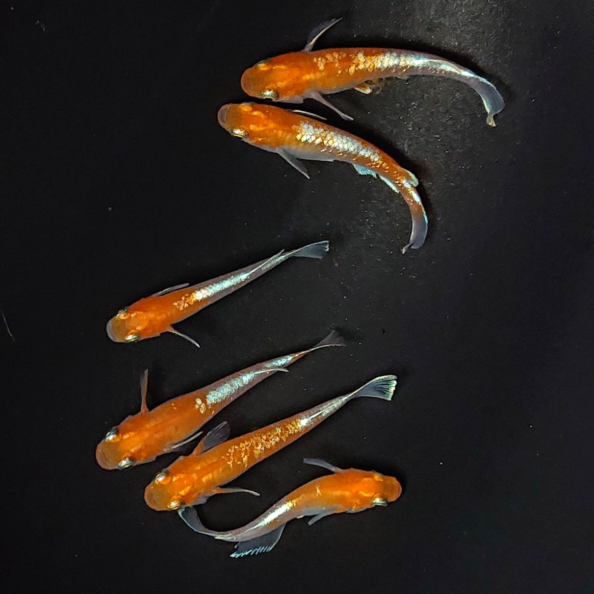 【現物】豆紅エボリューション 　6匹　オス2メス4　2488