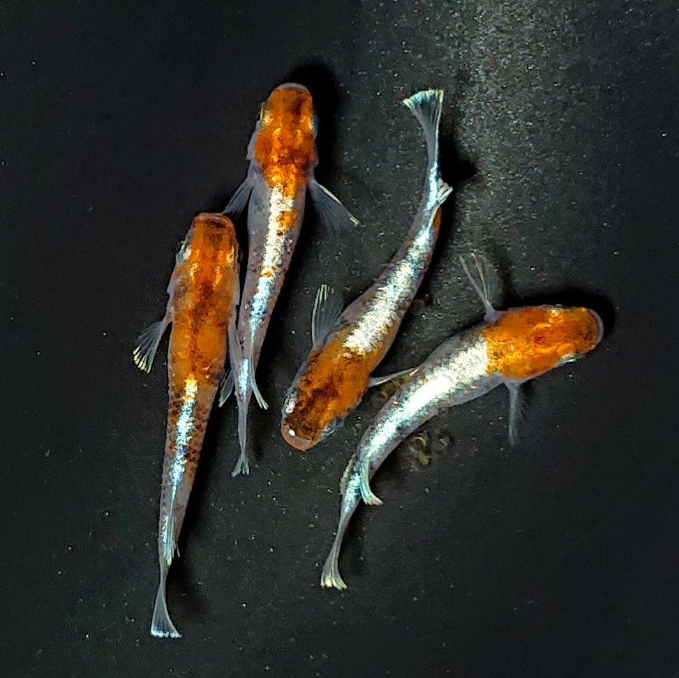 【いぶきの日】紅玉エボリューション稚魚　10匹セット（保障込）　2169
