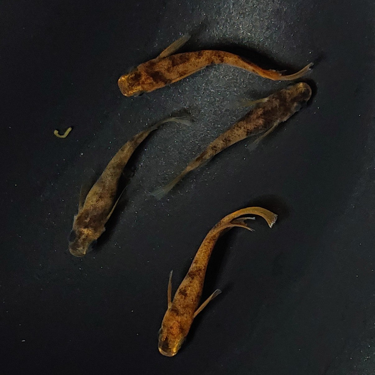 【現物】和墨リアルロングフィン赤虎系　体型・体色ホモ個体　2ペア　2511